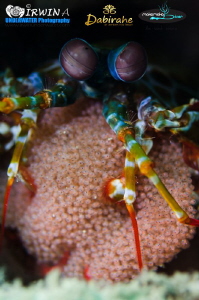 E G G S
Peacock mantis shrimp carries eggs ( Odontodacty... by Irwin Ang 